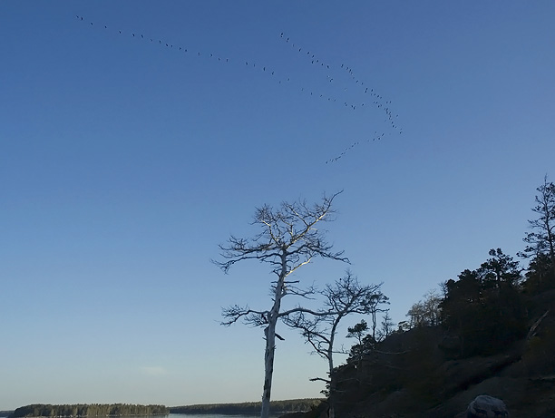 Valkoposkihanhi, Barnacle Goose, Branta leucopsis
